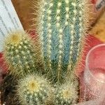 Pilosocereus chrysostele Hoja