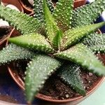 Haworthia attenuata পাতা