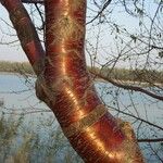 Prunus serrula Corteza