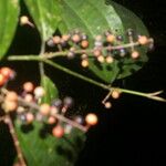 Miconia gracilis Fruto