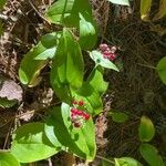 Maianthemum canadense Frukt