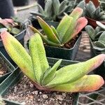 Gasteria pillansii Yaprak