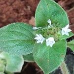 Richardia brasiliensis Flower