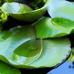 Nymphaea mexicana Leaf