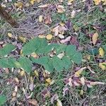 Robinia viscosaFolla