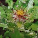 Centaurea benedicta Blodyn