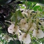 Epidendrum difforme Цветок