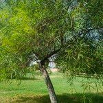 Acacia salicina Habit