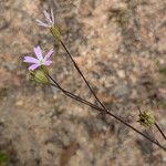 Eudianthe laeta ফুল