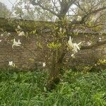Magnolia salicifolia Natur