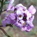 Iberis linifolia Fula