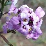 Iberis linifolia Bloem