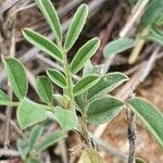 Indigofera volkensii Fuelha