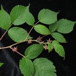 Rubus hoffmeisterianus Habitatea