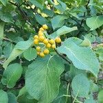 Ehretia dicksonii Fruit