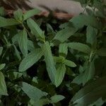 Mentha longifolia 叶