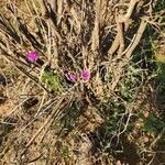 Talinum portulacifolium Plante entière