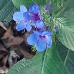 Eranthemum pulchellum Flower