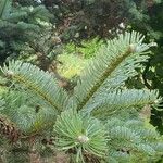 Abies bornmuelleriana Blatt