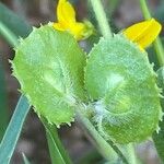 Anthyllis circinnata Fruit