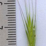 Bromus madritensis Blüte