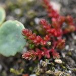 Crassula tillaea 葉