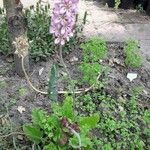 Francoa appendiculata Λουλούδι