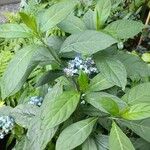 Hydrangea febrifuga Лист