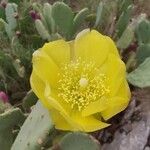 Opuntia ficus-indicaFlor