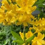 Rhododendron luteumᱵᱟᱦᱟ