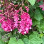 Ribes sanguineumFlower