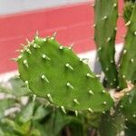 Opuntia cochenillifera List