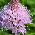 Traunsteinera globosa Flor