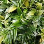 Sarcococca pruniformis Fuelha