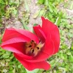 Tulipa gesnerianaFlower