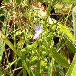 Trichostema dichotomum Kvet