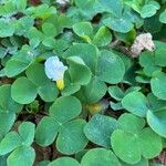 Oxalis purpurea Flower