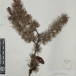 Larix griffithii