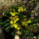 Morisia monanthos Hábito