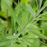 Linaria purpurea Blad