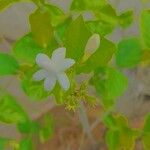 Jasminum auriculatum Flower