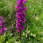 Dactylorhiza elataFlower