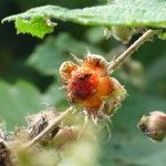 Rubus alceifolius Froito