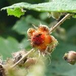 Rubus alceifolius Fruct