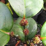 Phyllanthus macrochorion Plod