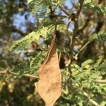 Senegalia senegal Плод