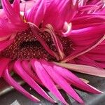 Gerbera viridifolia Flower