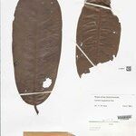 Guatteria megalophylla Leaf