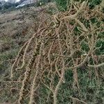 Amaranthus palmeri ഫലം