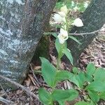 Cephalanthera longifolia Inny